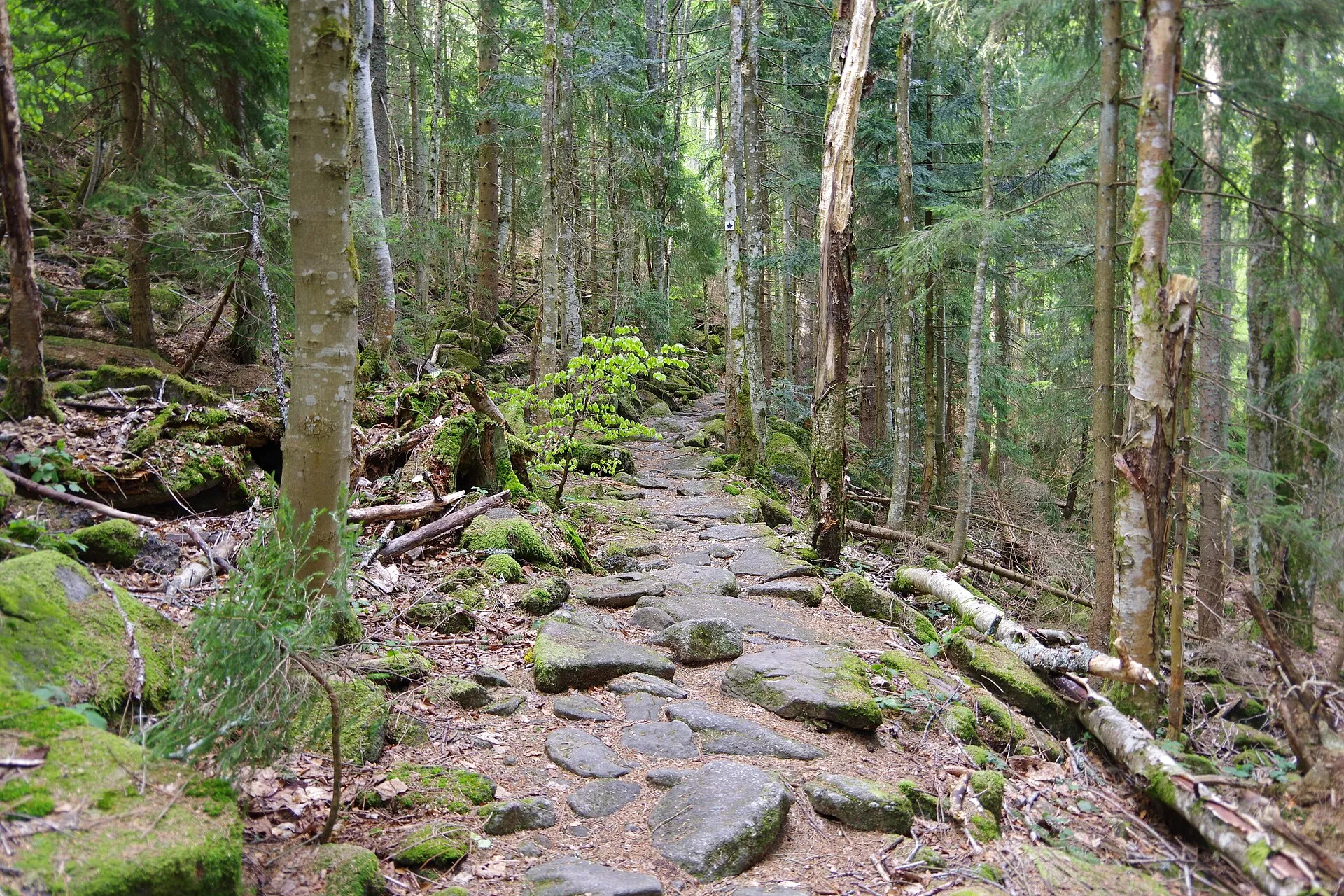 Bayerischer Wald
